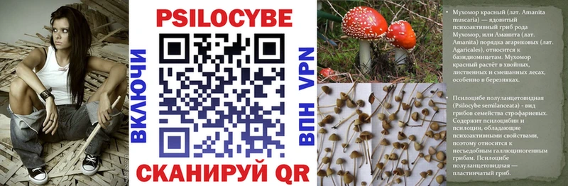 Галлюциногенные грибы Psilocybe  Островной 